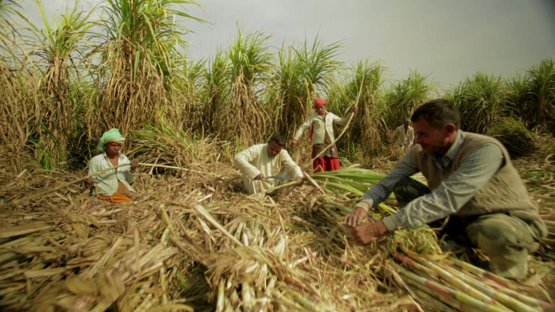 Сахарный тростник производство. Куба сахарный тростник плантации. Плантации сахарного тростника на Кубе. Сахарный тростник в Индии. Плантация сахарного тростника в Индии.