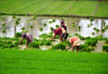आंध्र प्रदेश: खरीफ सीजन के लिए किसानों की नए उत्साह के साथ तैयारी