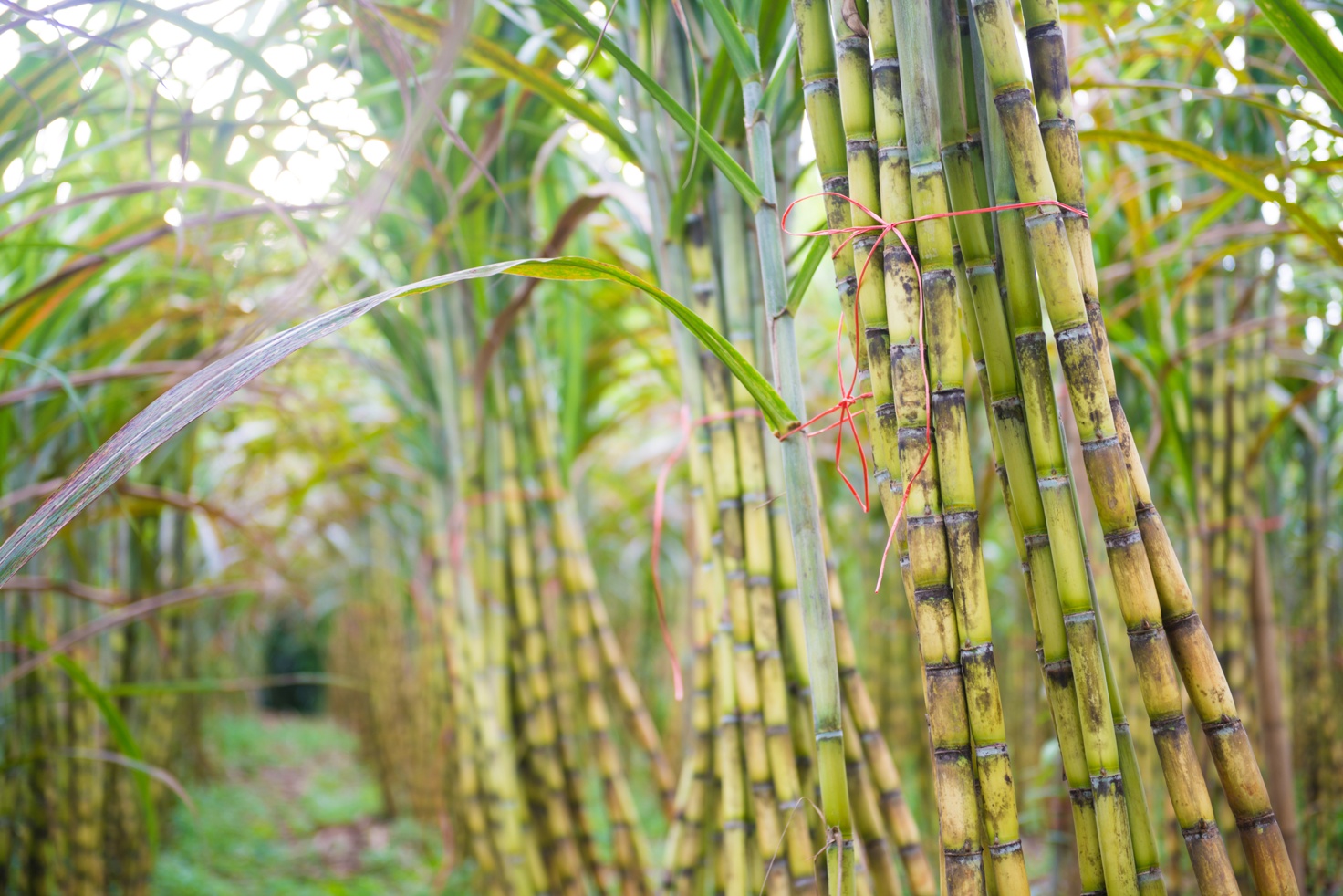 Бразилия сахарный тростник. Сахарный тростник в Бразилии. Мексика сахарный тростник. Растение Индии сахарный тростник. Сахарный тростник в Луизиане.