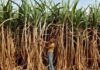 PM Announces 150 Per Cent Hike In MSP For Kharif, Higher FRP For Sugarcane