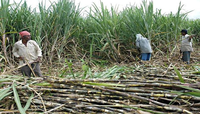 Shiromani Akali Dal asked Congress govt led by Captain Amarinder Singh to ensure that sugarcane growers released immediately besides calling for hike in State Assured Price (SAP) of sugarcane.