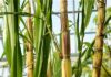 Sugar Package: TN Mills Hail Move But Need Sugarcane Pricing To Be Linked To Cost Of Sugar