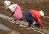 Good Rains Tempt Farmers To Sow, Against Expert Advice