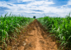 Brazil Cane Crop Size Hard To Gauge Due To Irregular Rains