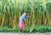 Average Sugarcane Yield In Karnataka Sees Decline On Continuous Irrigation