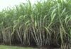 CCEA To Consider Rs 20/Qtl Hike In Sugarcane Price For 2018-19