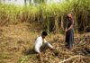 Cane FRP for 2018-19: Tougher Premium Rule To Limit Cane Price Hike