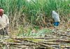 Sugarcane Growers At The Receiving End Of Sugar Glut In Karnataka