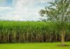 Researchers Investigating Whether Climate Change Is Hurting Sugar Harvests In Cuba