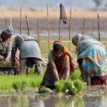 रायगडमध्ये भात शेतीचे क्षेत्र घटतेय; उत्पादनातही मोठी घसरण