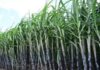About 54.35 Lakh Hectares Under Sugarcane Cultivation In Sugar Season тАЩ18-19