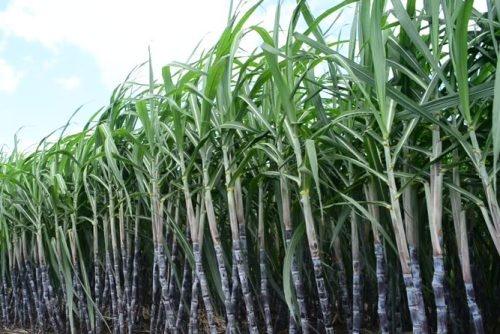 Government Should Consider Scheme To Purchase Sugarcane Harvesting ...