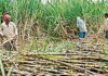 Ethanol Hike: Decontrol Of Molasses By UP Holds Key For Optimum Benefit