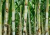 Center-South Brazil H1 July Sugarcane Crush Falls 6.5% On Year: UNICA