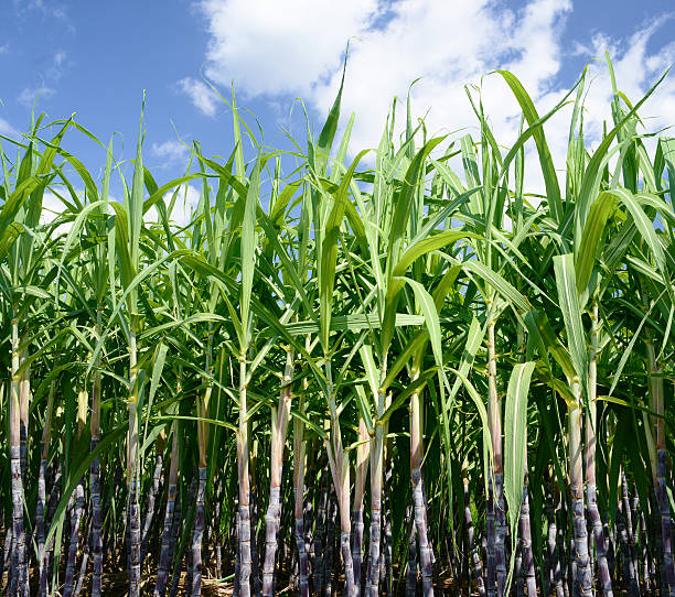 Известно что сахарный тростник. Растение Индии сахарный тростник. Сахарный тростник в Краснодарском крае. Мексика сахарный тростник. Сахарный тростник сахар.