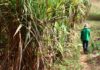 Brazil’s Farmers Dump Sugar For Soy As Trade War Boosts Chinese Demand