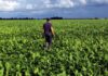 Hot, Dry Summer Could Curb EU Sugar Beet Harvest