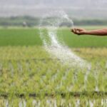 તેલંગાણા સરકાર રાજ્યભરમાં યુરિયા પુરવઠા પર નજર રાખી રહી છે: કૃષિ મંત્રી તુમ્માલા