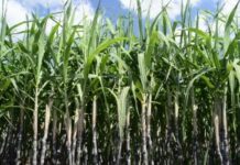 लुइसियाना प्रान्त में चीनी सीजन हुआ शुरू…