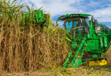 अमेरिकेच्या लुईसियाना प्रांतात चांगले ऊस उत्पादन