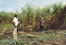 Sugarcane Harvest Season Starts In Louisiana