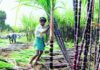 अडचणी असूनही महाराष्ट्रात साखर हंगाम वेळेत