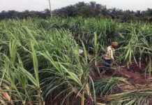 Cyclone ‘Gaja’ Affects The Thanjavur’s Sugarcane