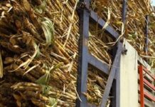 ब्राजील में नवंबर को पहली छमाही में गन्ना क्रशिंग सबसे कम दर्ज; बारिश से चीनी उद्योग बेहाल