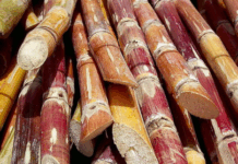 उत्तराखंड : ऊस पिकावरील रेड रॉट रोगामुळे शेतकरी हवालदिल