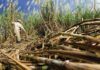 Farmers In Thailand Regret Planting Sugarcane Crop