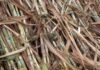 This State Clears Pending Dues Of Rs 65 Crore For Sugarcane Farmers