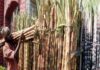Sugarcane Farmer Stage Sholay-Style Protest Because Of Unpaid Dues
