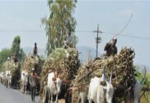 कर्नाटक : खानापुरात रयत संघटनेचे रास्ता रोको आंदोलन, लैला शुगर्सतर्फे ३१०० रुपये उचल जाहीर