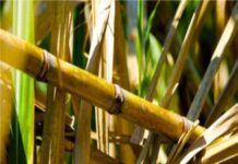 उत्तराखंड : पोक्का बोईंग, टॉप बोररने वाढवली शेतकऱ्यांची चिंता