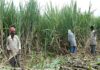 Farmers oppose registration of cane from private mills in Alanganallur cooperative mill: Media report