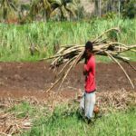सातारा : जिल्ह्यात ऊसतोड मजुरांची मुले शिक्षणापासून वंचित !