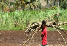 गेल्यावर्षीच्या ऊसाचे पैसे देण्यास साखर कारखान्यांकडून टाळाटाळ : स्वतंत्र भारत पक्षाची साखर आयुक्तांकडे तक्रार
