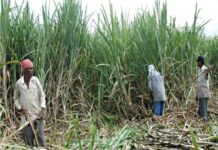 Bihar’s 40 sugarcane farmers embark on a training trip to Uttar Pradesh