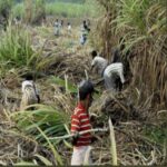 बीडमध्ये ऊस आंदोलक आक्रमक, दराबाबत तोडगा नसल्याने ऊस वाहतूक ठप्प