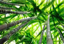 तमिलनाडु : धर्मपुरी के गन्ने के खेतों में सफेद ग्रब का प्रकोप, किसानों की चिंता बढ़ी