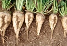 Tereos sees sugar beet in Europe falling by 9% next season