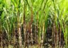 Sugar mill to use satellite for sugarcane survey