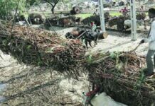 देवगिरी साखर कारखाना सुरू करण्यासाठी शर्थीचे प्रयत्न करणार : अनुराधा चव्हाण