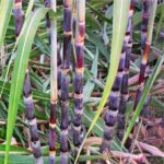 उत्तर प्रदेश : UPCSR ने गन्ने की 10 बीमारी प्रतिरोधी किस्में लॉन्च की