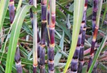 उत्तर प्रदेश : UPCSR ने गन्ने की 10 बीमारी प्रतिरोधी किस्में लॉन्च की