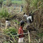 कोल्हापुर में गन्ना मूल्य की मांग को लेकर किसान आक्रामक; मुख्यमंत्री के काफिले पर गन्ना फेंकने की कोशिश