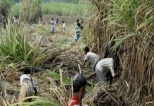 कोल्हापुर में गन्ना मूल्य की मांग को लेकर किसान आक्रामक; मुख्यमंत्री के काफिले पर गन्ना फेंकने की कोशिश