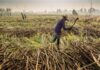 Kenya’s sugarcane farmers are in standoff with millers over cane pricing