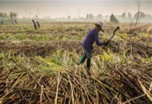 Kenya’s sugarcane farmers are in standoff with millers over cane pricing