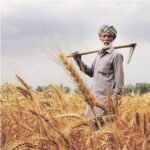 देश में रबी फसल की बुआई 306 लाख हेक्टेयर से ज्यादा हुई